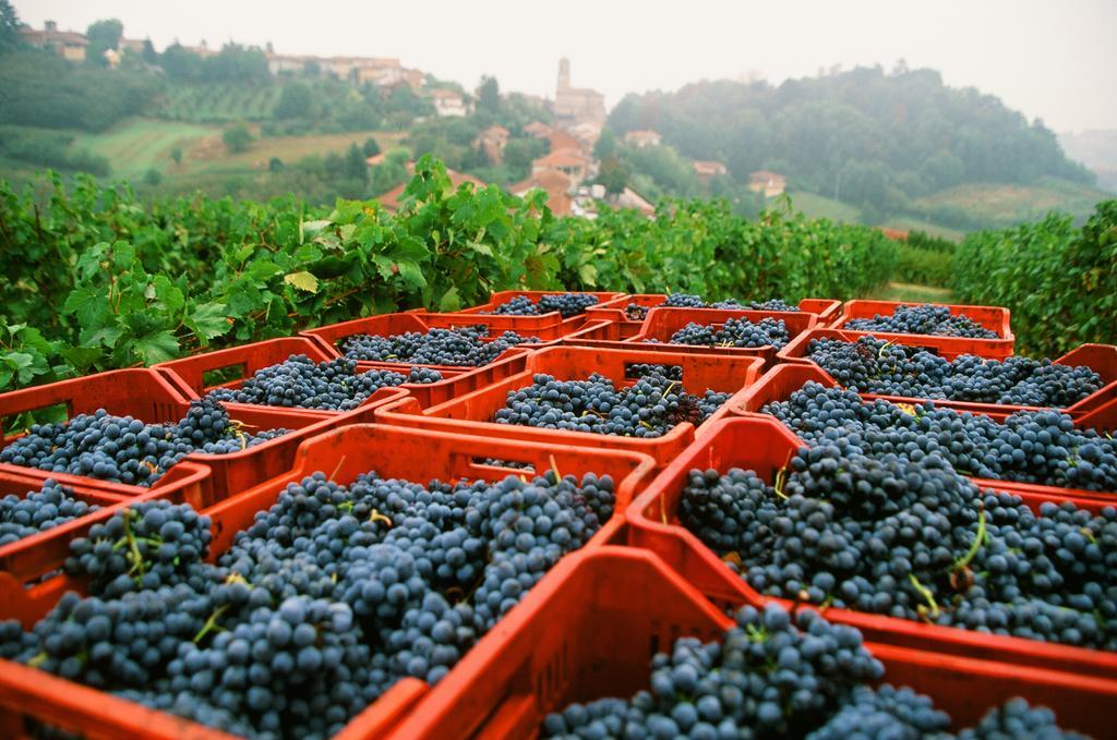 Locanda Marchesi Alfieri San Martino Alfieri Exterior foto